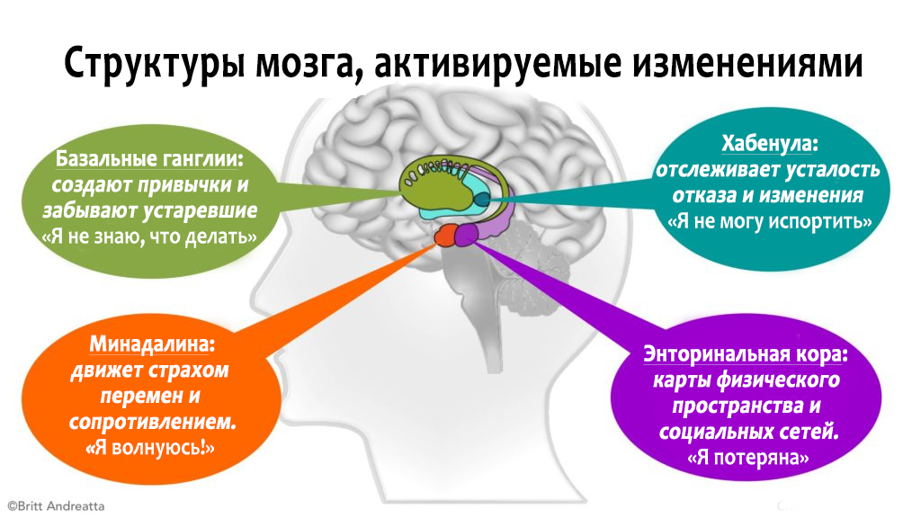 Структуры мозга активируемые изменением